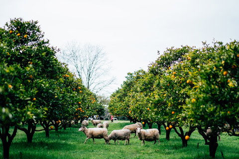 Cambray Cheese Farm Shop - Travel Agents 0