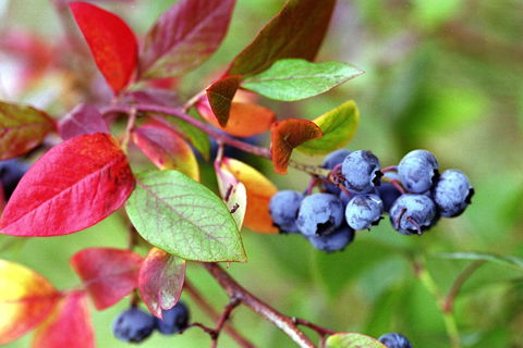 Drum Drum Blueberry Farm - Cruises Travel 1