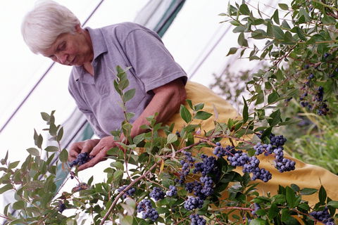 Drum Drum Blueberry Farm - Cruises Travel 2
