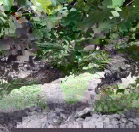 Nick Haselgrove Wines - Travel Search