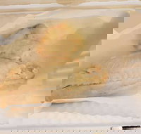 Swish 'n' Chips - Tourism Guide