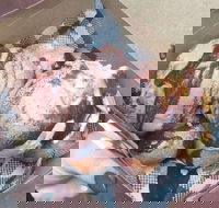 Tommy Sugo - Travel Search