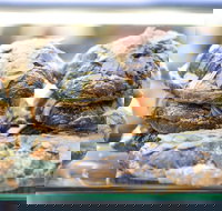 Piccolo Espresso - Tourism Guide