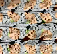 Sushi Pia - Travel Search