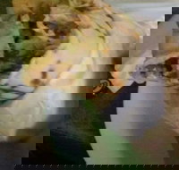 Ankara Kebabs  Bakery - Tourism Guide