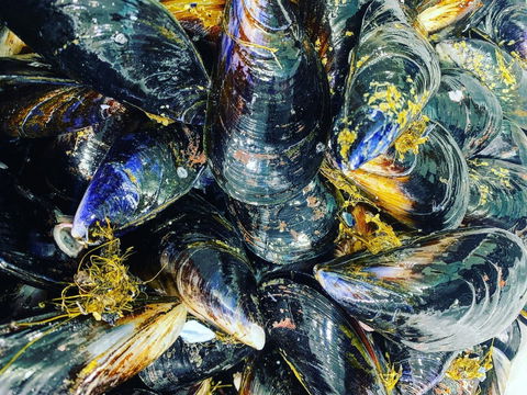 Pearly Oyster Bar And Farm - Cruises Travel 2