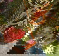 Faber Vineyard and Winery - Travel Search