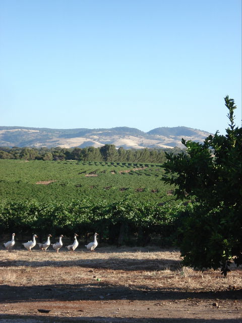 Heritage Wines - Cruises Travel 1