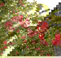 Staples Apples - Cruises Travel