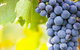 Eden Road Wines - thumb 0