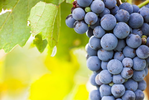 Eden Road Wines - Tourism Guide 0