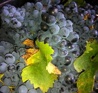 Faisan Estate Wines