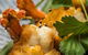 The Mossy Cafe - thumb 4