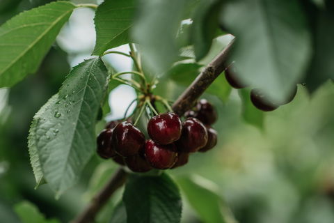 Cherryhill Orchards - Cruises Travel 1