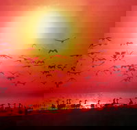 Four Birds - Cruises Travel