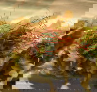 Goldfields Cafe  Bar - Tourism Guide