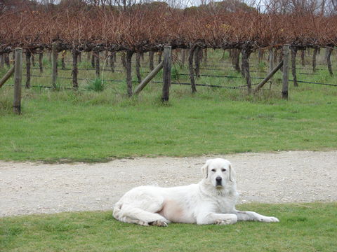 Mount Benson Estate - Travel Agents 1