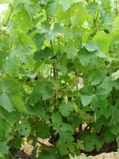 Mount Benson Estate - Travel Agents 2