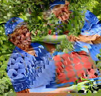 Willayoung Orchard - Travel Agents