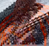 Lobster Shack Tasmania - Travel Agents