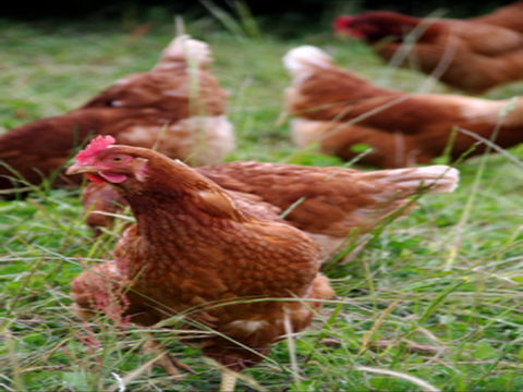 Holbrook Paddock Eggs - Travel Agents 0
