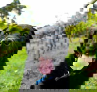 Every Man and His Dog Vineyard - Travel Agents