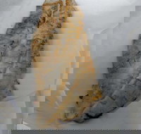 Chipper Fish - Travel Agents