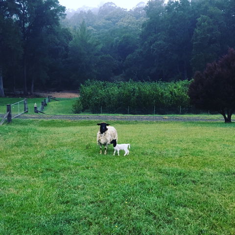 Goat Hill Farm - Cruises Travel 0