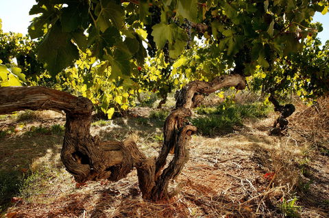 Baileys Of Glenrowan - Travel Search 1