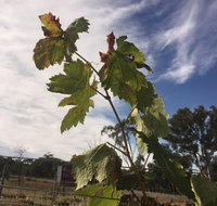 Banca Ridge Cellar Door and Vineyard - Tourism Guide