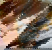 Captain Roc's - Travel Agents