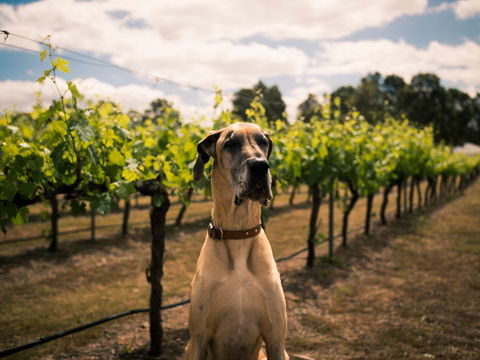Oakvale Wines - Cruises Travel 2