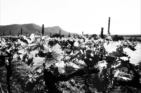 Ballabourneen Wine Co - Cruises Travel 0