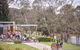 Green Olive At Red Hill - thumb 0