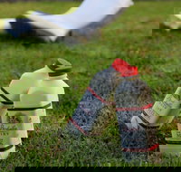 Bodalla Dairy - Cheese Milk and Ice Cream Factory and Cafe - Travel Agents