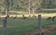 Mistletoe Winery - thumb 1