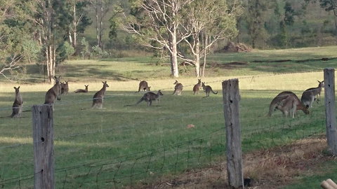 Mistletoe Winery - Tourism Guide 1
