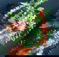 Little Red Providore - Travel Search