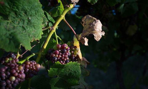 Currency Creek Winery Restaurant - Cruises Travel 10