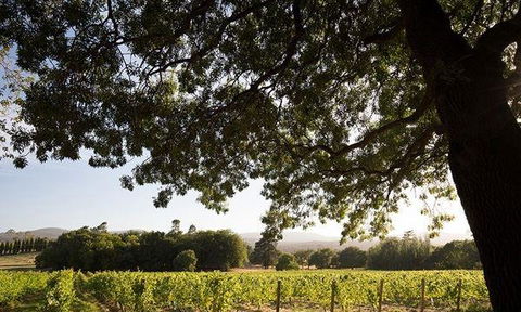 Currency Creek Winery Restaurant - Cruises Travel 11