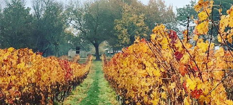 Currency Creek Winery Restaurant - Cruises Travel 2