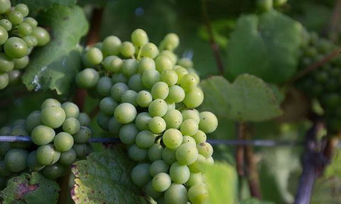 Currency Creek Winery Restaurant - Cruises Travel 6