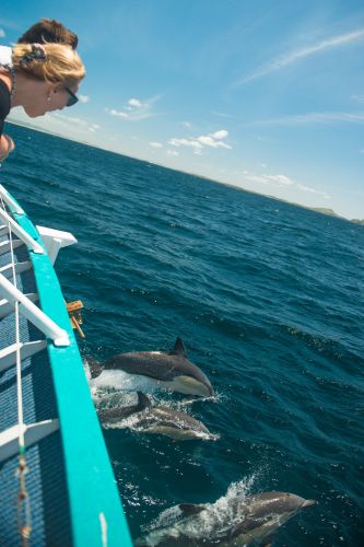 Moonshadow–TQC Cruises - Tourism Guide 3