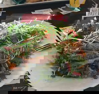 The Pub - Travel Agents