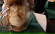 Woodbridge Hotel - thumb 8