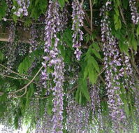 The Topiary Pantry - Cruises Travel
