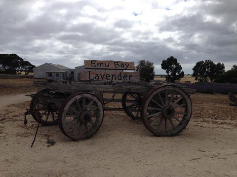 Emu Bay Lavender - Cruises Travel 0