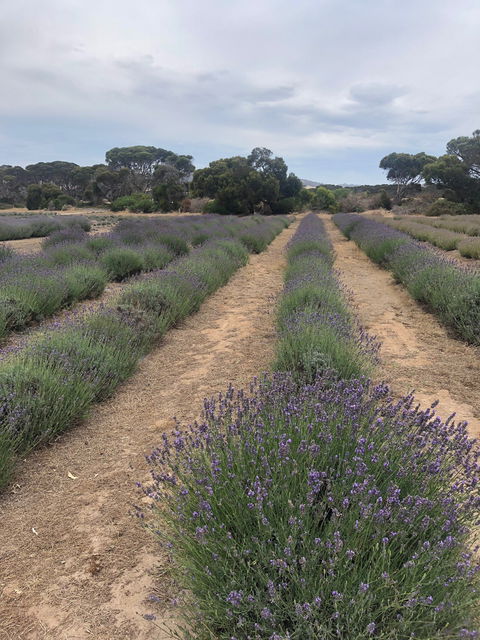 Emu Bay Lavender - Cruises Travel 4