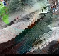 Champagne Bush Tucker Breakfast with the Koalas - Travel Agents