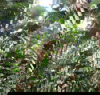 Spirits of Daintree - Travel Agents